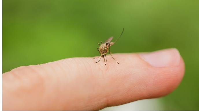 JHU faculty researching ways to eliminate vector-borne diseases from deadly transmitters.