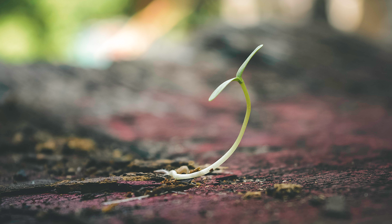 Seed