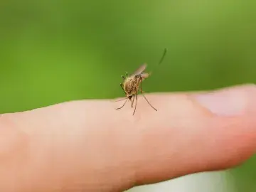 JHU faculty researching ways to eliminate vector-borne diseases from deadly transmitters.
