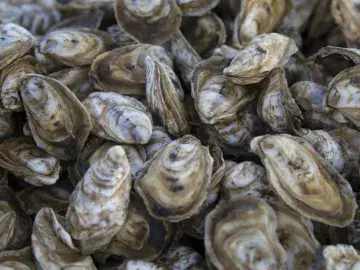 From Lab to Dinner Plate: Maryland Aquaculture Collaboration Works Toward Sustainable Seafood Production
