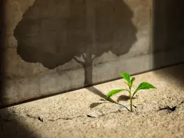 Image of a seedling with a shadow of a large tree