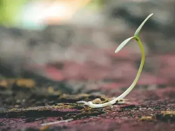 Seed Fund